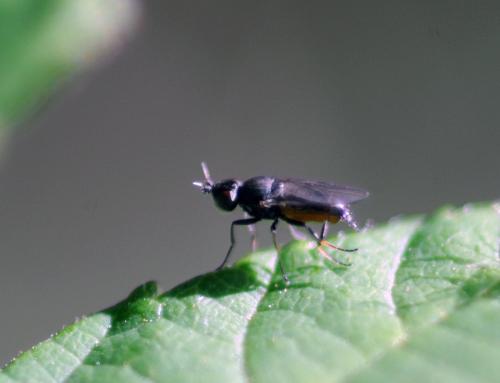 Oscinella maura